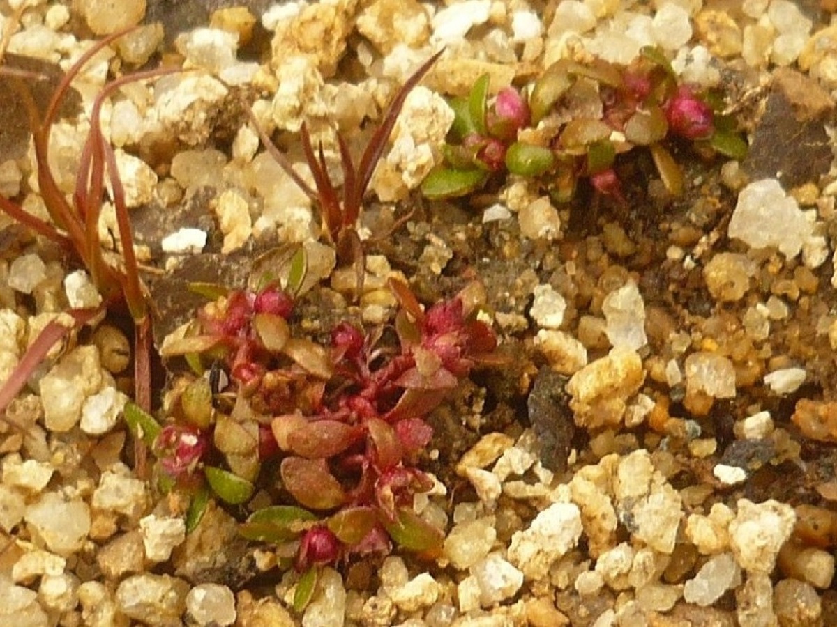 Elatine hexandra (Elatinaceae)